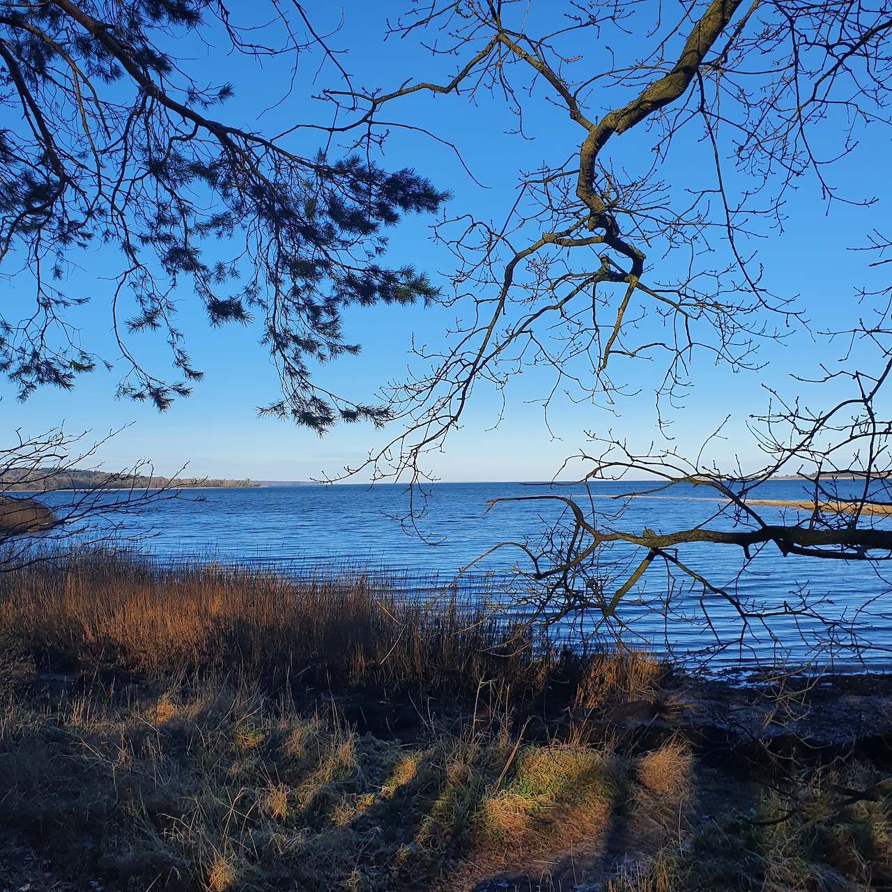 Hvad viser Kystvandrådets indspil om Isefjord og Roskilde Fjord?